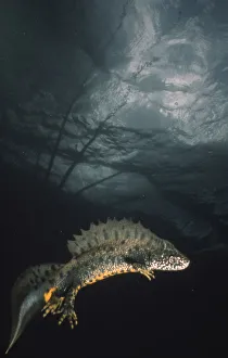 Crested newt {Triturus cristatus} swimming underwater, UK Crested newt {Triturus cristatus} swimming underwater, UK
