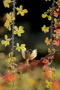 Crested tit (Lophophanes cristatus) about to land on Elmleaf blackberry Crested tit (Lophophanes cristatus) about to land on Elmleaf blackberry