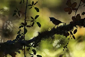 Crested tit (Lophophanes cristatus), Sierra de Grazalema Natural Park, Cadiz, Andalusia Crested tit (Lophophanes cristatus), Sierra de Grazalema Natural Park, Cadiz, Andalusia