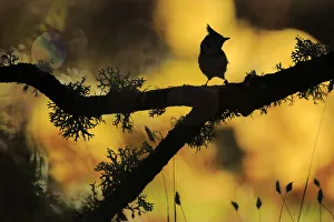Crested tit (Lophophanes cristatus) silhouette, Sierra de Grazalema Natural Park, Cadiz Crested tit (Lophophanes cristatus) silhouette, Sierra de Grazalema Natural Park, Cadiz