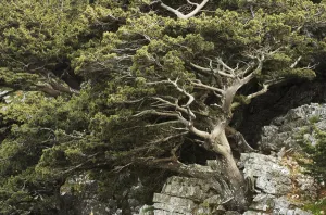 Cretan / Mediterranean cypress (Cupressus sempervirens) growing on rock, Imbros, Crete Cretan / Mediterranean cypress (Cupressus sempervirens) growing on rock, Imbros, Crete