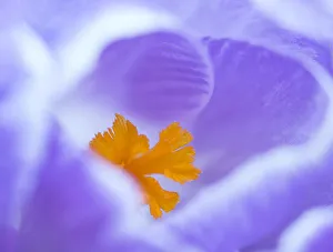 Crocus flower (Crocus sp) stigma - close up Crocus flower (Crocus sp) stigma - close up
