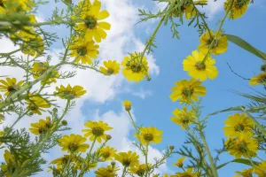 Crown daisy (Glebionis coronarium) flowers against sky, low angle view. Cyprus. April Crown daisy (Glebionis coronarium) flowers against sky, low angle view. Cyprus. April