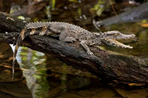 Crowned dwarf / Smooth-fronted caiman (Paleosuchus trigonatus) with mouth open, Cuyabeno Crowned dwarf / Smooth-fronted caiman (Paleosuchus trigonatus) with mouth open, Cuyabeno