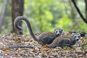 Crowned lemur (Eulemur coronatus) two females on ground in forest, Ankarana NP, Madgascar Crowned lemur (Eulemur coronatus) two females on ground in forest, Ankarana NP, Madgascar