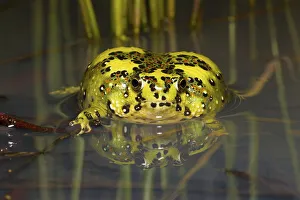 Crucifix toad / Holy cross frog (Notaden bennetti) sitting in shallow water after heavy summer rain, Westmar Crucifix toad / Holy cross frog (Notaden bennetti) sitting in shallow water after heavy summer rain, Westmar