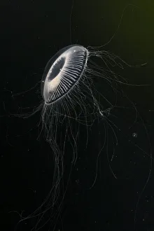 Crystal jellyfish (Aequorea victoria) in deep water, Trondheimsfjord, Norway, Atlantic Ocean Crystal jellyfish (Aequorea victoria) in deep water, Trondheimsfjord, Norway, Atlantic Ocean