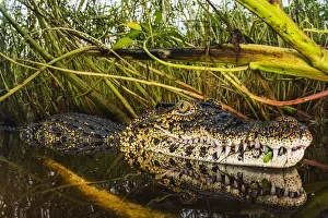 Cuban crocodile (Crocodylus rhombifer) in a cenote in Cienaga de Zapata National Park Cuban crocodile (Crocodylus rhombifer) in a cenote in Cienaga de Zapata National Park