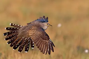 Wildlife Finland Prints: Cuckoo (Cuculus canorus) in flight, Kuhmo, Finland. June
