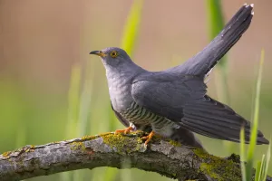 Cuckoo (Cuculus canorus) male, Germany, April Cuckoo (Cuculus canorus) male, Germany, April