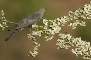 Cuckoo (Cuculus canorus) perched on Hawthorn blossom, Surrey, England, May Cuckoo (Cuculus canorus) perched on Hawthorn blossom, Surrey, England, May
