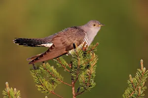 Nordic Bird Photography Prints: Cuckoo (Cuculus canorus) perched in tree top, Kuhmo, Finland. June