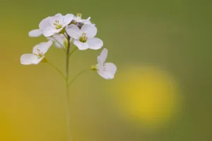 Cuckoo-flower (Cardamine pratensis) Brasschaat, Belgium, April Cuckoo-flower (Cardamine pratensis) Brasschaat, Belgium, April