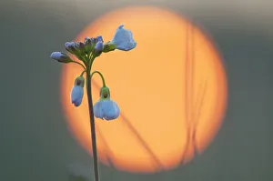 Cuckoo-flower (Cardamine pratensis) at sunrise, Klein Schietveld, Brasschaat, Belgium Cuckoo-flower (Cardamine pratensis) at sunrise, Klein Schietveld, Brasschaat, Belgium