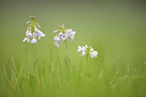 Cuckoo flower / Ladys Smock (Cardamine pratensis), Catcott Lows SWT reserve Cuckoo flower / Ladys Smock (Cardamine pratensis), Catcott Lows SWT reserve