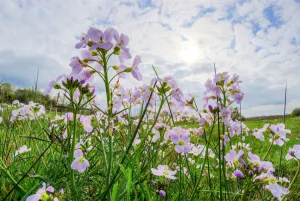 Cuckoo flower or Ladys smock (Cardamine pratensis) on Hawkesbury Common Cuckoo flower or Ladys smock (Cardamine pratensis) on Hawkesbury Common