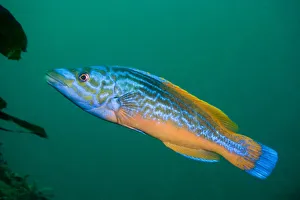 Cuckoo wrasse {Labrus mixtus / bicamulatus} male, Channel Islands, UK Cuckoo wrasse {Labrus mixtus / bicamulatus} male, Channel Islands, UK