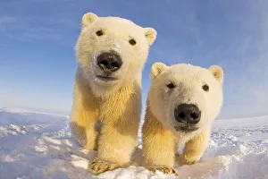 Two curious young Polar bears (Ursus maritimus), Barter Island Two curious young Polar bears (Ursus maritimus), Barter Island