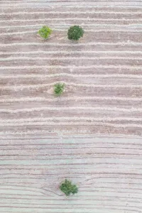 Cut agricultural field with scattered trees, aerial view. Hornillastra, Merindad de Sotoscueva Cut agricultural field with scattered trees, aerial view. Hornillastra, Merindad de Sotoscueva