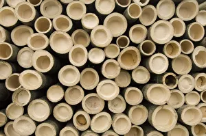 Cut bamboo stems stacked in a pile, end on. Anhui Province, China Cut bamboo stems stacked in a pile, end on. Anhui Province, China