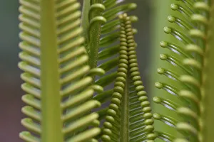 Cycad palm leaves, Raja Ampat, Western Papua, Indonesian New Guinea Cycad palm leaves, Raja Ampat, Western Papua, Indonesian New Guinea