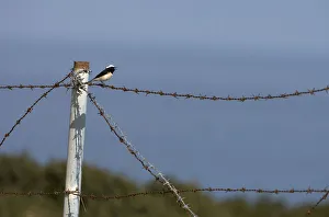 Cyprus pied wheatear (Oenanthe cypriaca) perched on barbed wire singing, Northern Cyprus Cyprus pied wheatear (Oenanthe cypriaca) perched on barbed wire singing, Northern Cyprus