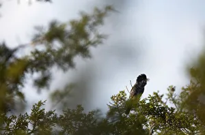 Cyprus warbler (Sylvia melanothorax) perched singing, Limassol, Northern Cyprus Cyprus warbler (Sylvia melanothorax) perched singing, Limassol, Northern Cyprus