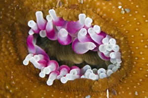 Dahlia anemone (Urticina felina) in the process of opening / retracting tentacles Dahlia anemone (Urticina felina) in the process of opening / retracting tentacles