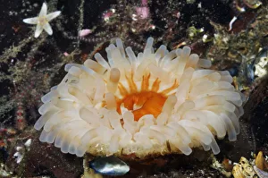 Dahlia anemone (Urticina felina / Tealia Felina), on bed of Common brittlestars Dahlia anemone (Urticina felina / Tealia Felina), on bed of Common brittlestars