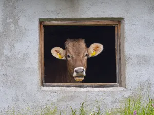 Dairy cow looking out of shed window, Seiser Alm, Dolomites plateau, South Tyrol, Italy Dairy cow looking out of shed window, Seiser Alm, Dolomites plateau, South Tyrol, Italy