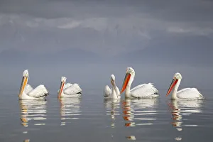 Dalmatian pelican (Pelecanus crispus) group of five resting on the lake, with mountain Dalmatian pelican (Pelecanus crispus) group of five resting on the lake, with mountain
