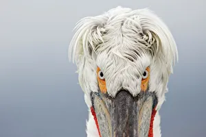 Dalmatian Pelican (Pelecanus crispus) portrait, close-up of eyes, Lake Kerkini, Greece Dalmatian Pelican (Pelecanus crispus) portrait, close-up of eyes, Lake Kerkini, Greece