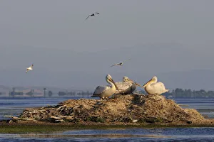 Three Dalmatian pelicans (Pelecanus crispus) on mound in water Three Dalmatian pelicans (Pelecanus crispus) on mound in water