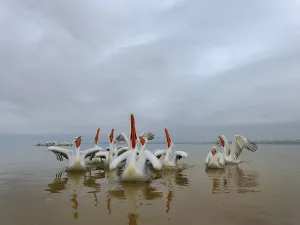 Dalmatian pelicans (Pelecanus crispus) squabbling over fish, Lake Kerkini, Greece Dalmatian pelicans (Pelecanus crispus) squabbling over fish, Lake Kerkini, Greece