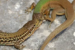 Dalmatian wall lizard, (Podarcis melisellensis), fight between two males with distinct morphs Dalmatian wall lizard, (Podarcis melisellensis), fight between two males with distinct morphs
