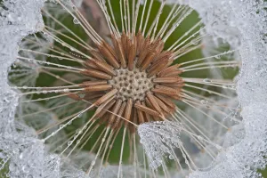 Dandelion (Taraxacum officinale) seedhead covered in dew, Klein Schietveld, Brasschaat Dandelion (Taraxacum officinale) seedhead covered in dew, Klein Schietveld, Brasschaat