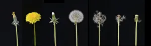 Dandelion (Taraxacum officinale), development from bud to seed. Digital composite Dandelion (Taraxacum officinale), development from bud to seed. Digital composite