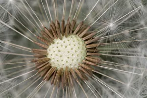 Dandelion (Taraxacum officinale) seedhead, Peak District National Park, Derbyshire, UK Dandelion (Taraxacum officinale) seedhead, Peak District National Park, Derbyshire, UK