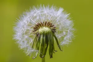 Dandelion (Taraxacum officinale) seedhead, Monmouthshire, Wales UK, June Dandelion (Taraxacum officinale) seedhead, Monmouthshire, Wales UK, June