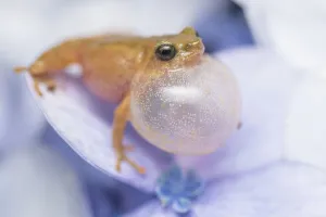 Darjeeling bush frog (Raorchestes Annandalii) croaking, sitting on a petal, Kalimpong Darjeeling bush frog (Raorchestes Annandalii) croaking, sitting on a petal, Kalimpong