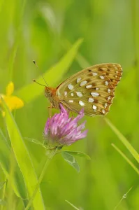 Dark green fritillary (Argynnis aglaja) on pink clover, south west France Dark green fritillary (Argynnis aglaja) on pink clover, south west France