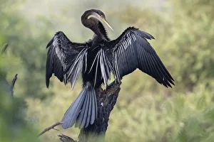 Darter ( Anhinga melanogaster) drying wings, Keoladeo NP, Bharatpur, India Darter ( Anhinga melanogaster) drying wings, Keoladeo NP, Bharatpur, India