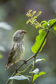 Darwin's medium ground finch (Geospiza fortis) feeding on wild seeds Darwin's medium ground finch (Geospiza fortis) feeding on wild seeds