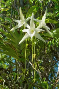 Darwins Orchid (Angraecum sesquipedale) species which is pollinated by a long-tongued moth Darwins Orchid (Angraecum sesquipedale) species which is pollinated by a long-tongued moth