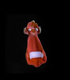Darwins slipper flower (Calceolaria uniflora) in UV light Darwins slipper flower (Calceolaria uniflora) in UV light