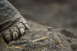 Darwin's small ground finch (Geospiza fuliginosa), inspecting Galapagos giant Darwin's small ground finch (Geospiza fuliginosa), inspecting Galapagos giant