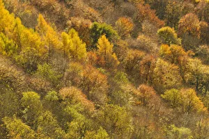 Dawn light over a mixed woodland in autumn. Kinnoull Hill Woodland Park, Perthshire Dawn light over a mixed woodland in autumn. Kinnoull Hill Woodland Park, Perthshire