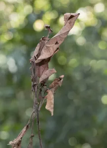 Dead-leaf mantis (Deroplatys dessicata) camouflaged on leaf, Sabah, Borneo Dead-leaf mantis (Deroplatys dessicata) camouflaged on leaf, Sabah, Borneo