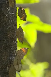 Dead leaf / Orange oak leaf (Kallima inachus) butterflies feeding on sap on tree trunk Dead leaf / Orange oak leaf (Kallima inachus) butterflies feeding on sap on tree trunk