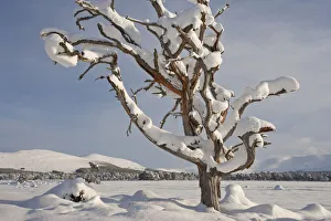 Dead Scots pine tree (Pinus sylvestris) laden with snow in winter, Rothiemurchus Forest Dead Scots pine tree (Pinus sylvestris) laden with snow in winter, Rothiemurchus Forest